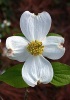 Dogwood