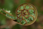 Unfurling frond