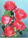 Red Roses