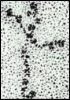 laminin molecule