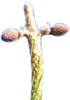 Pine Tree Cross, seen around Easter