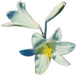 Madonna lily