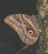 Owl butterfly