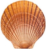 Scallop